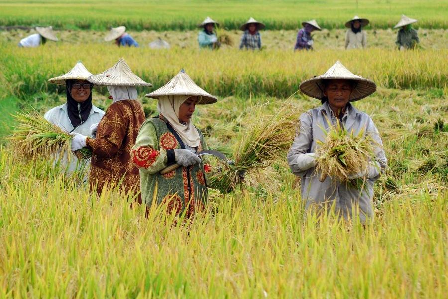 Pengaruh Undang-Undang Asuransi Kesehatan terhadap Kualitas Hidup dan Kesejahteraan Masyarakat Desa Pengaruh Undang-Undang Asuransi Kesehatan terhadap Kualitas Hidup dan Kesejahteraan Masyarakat Desa
