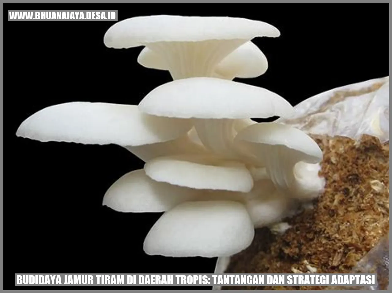 Budidaya Jamur Tiram di Daerah Tropis: Tantangan dan Strategi Adaptasi