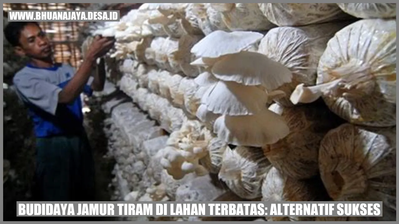 Budidaya Jamur Tiram di Lahan Terbatas: Alternatif Sukses