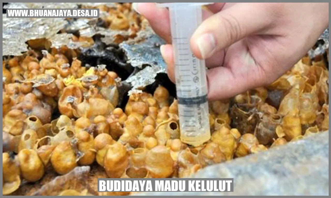 Budidaya madu kelulut