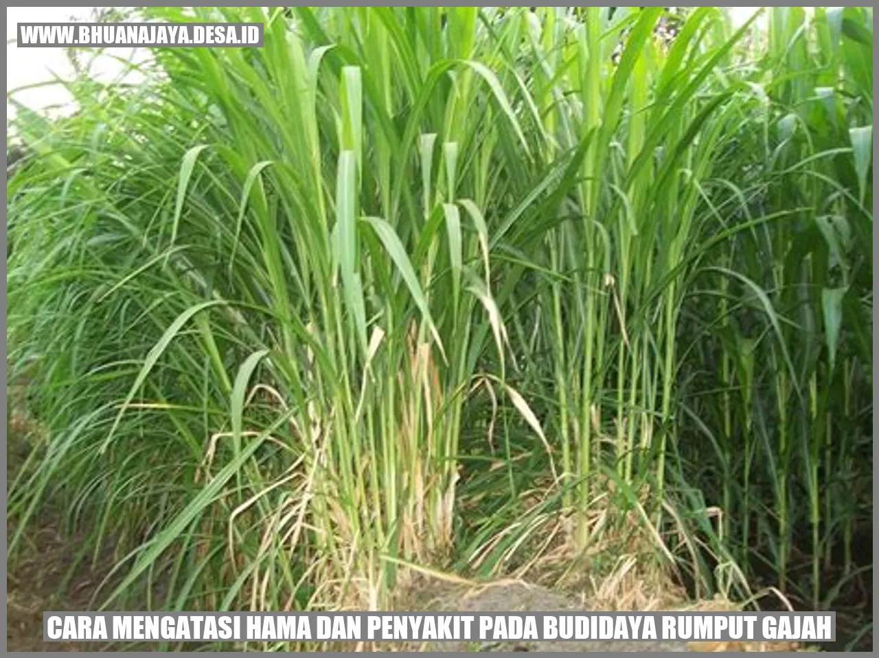 Cara Mengatasi Hama dan Penyakit pada Budidaya Rumput Gajah