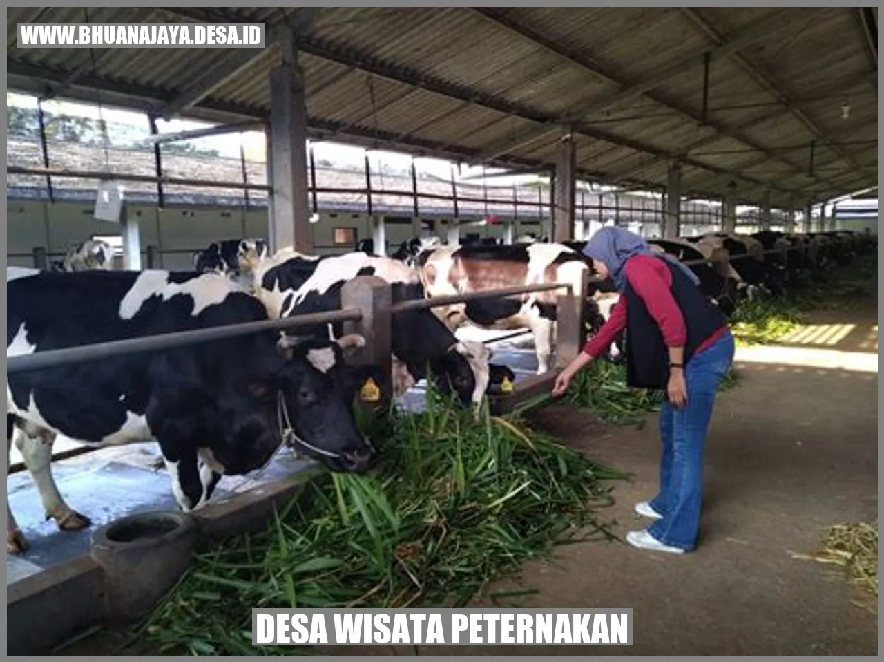 Desa wisata peternakan
