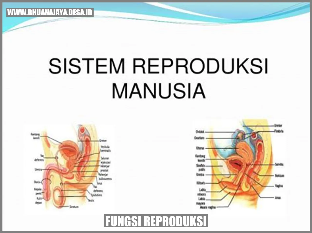 Gambar tentang fungsi reproduksi