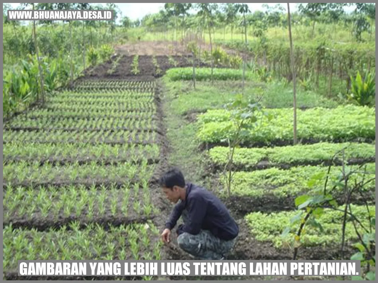 gambaran yang lebih luas tentang lahan pertanian.