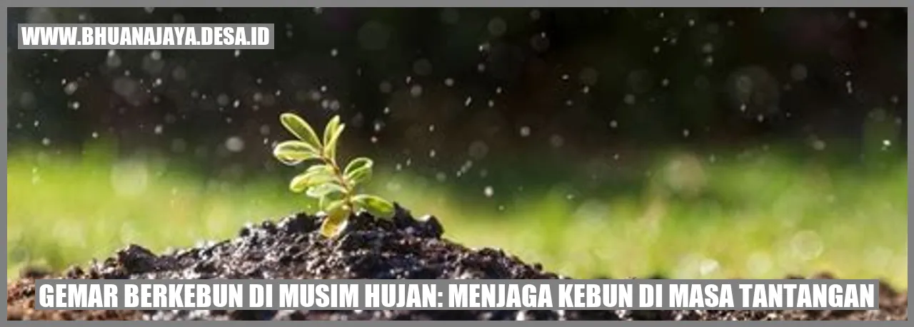 Gambar berkebun di musim hujan