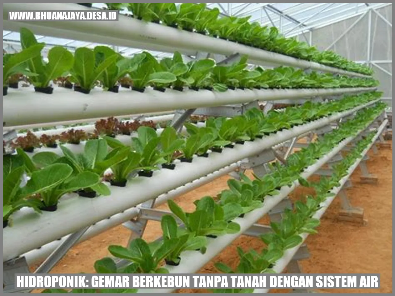 Hidroponik: Gemar Berkebun Tanpa Tanah dengan Sistem Air