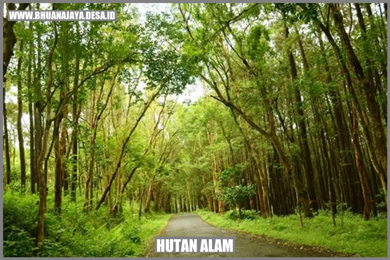 Keajaiban Alam di Tepi Hutan Belantara