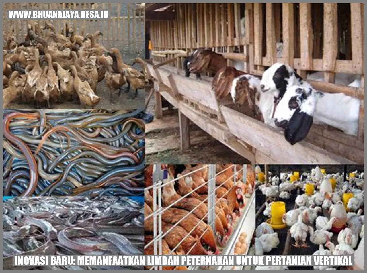 Inovasi Baru: Memanfaatkan Limbah Peternakan untuk Pertanian Vertikal