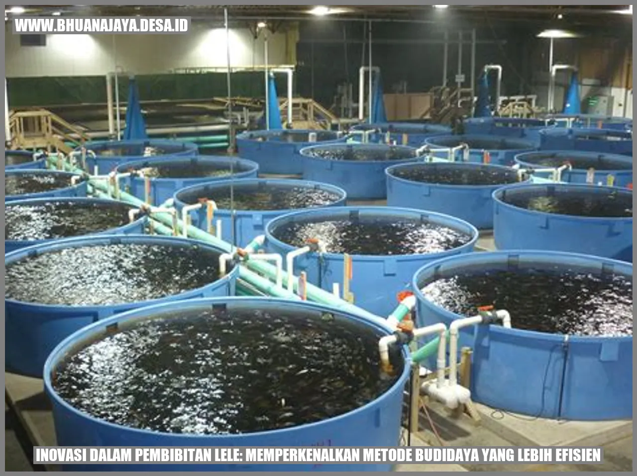 Inovasi dalam Pembibitan Lele: Memperkenalkan Metode Budidaya yang Lebih Efisien