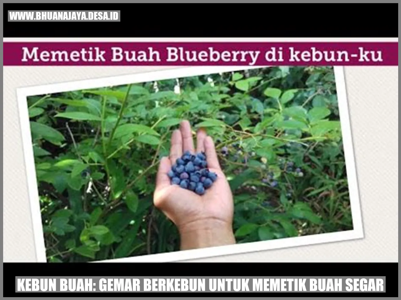 Kebun Buah: Gemar Berkebun untuk Memetik Buah Segar