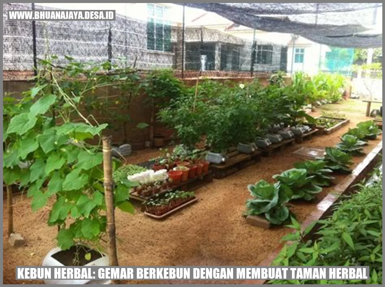 Kebun Herbal: Gemar Berkebun dengan Membuat Taman Herbal