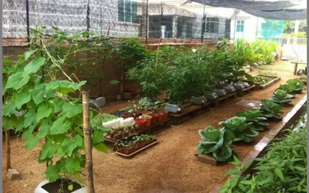Kebun Kecil di Apartemen: Gemar Berkebun dalam Ruangan Terbatas