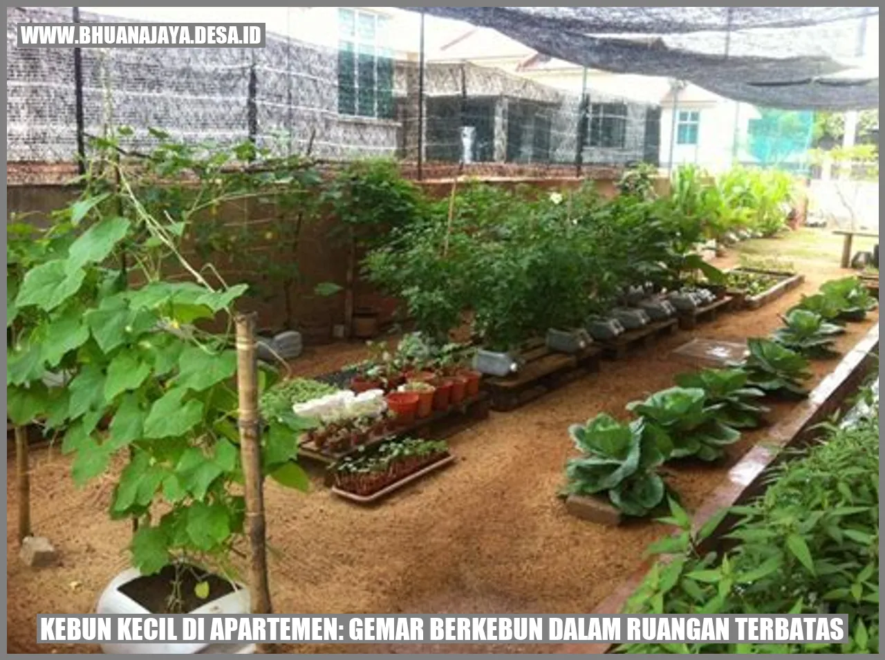 Kebun Kecil di Apartemen: Gemar Berkebun dalam Ruangan Terbatas