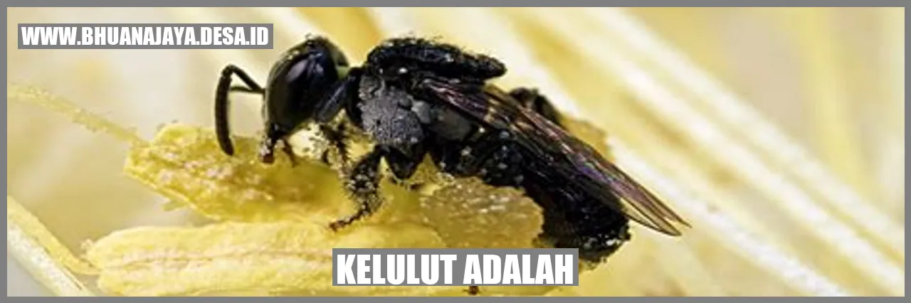 Lebah Kelulut