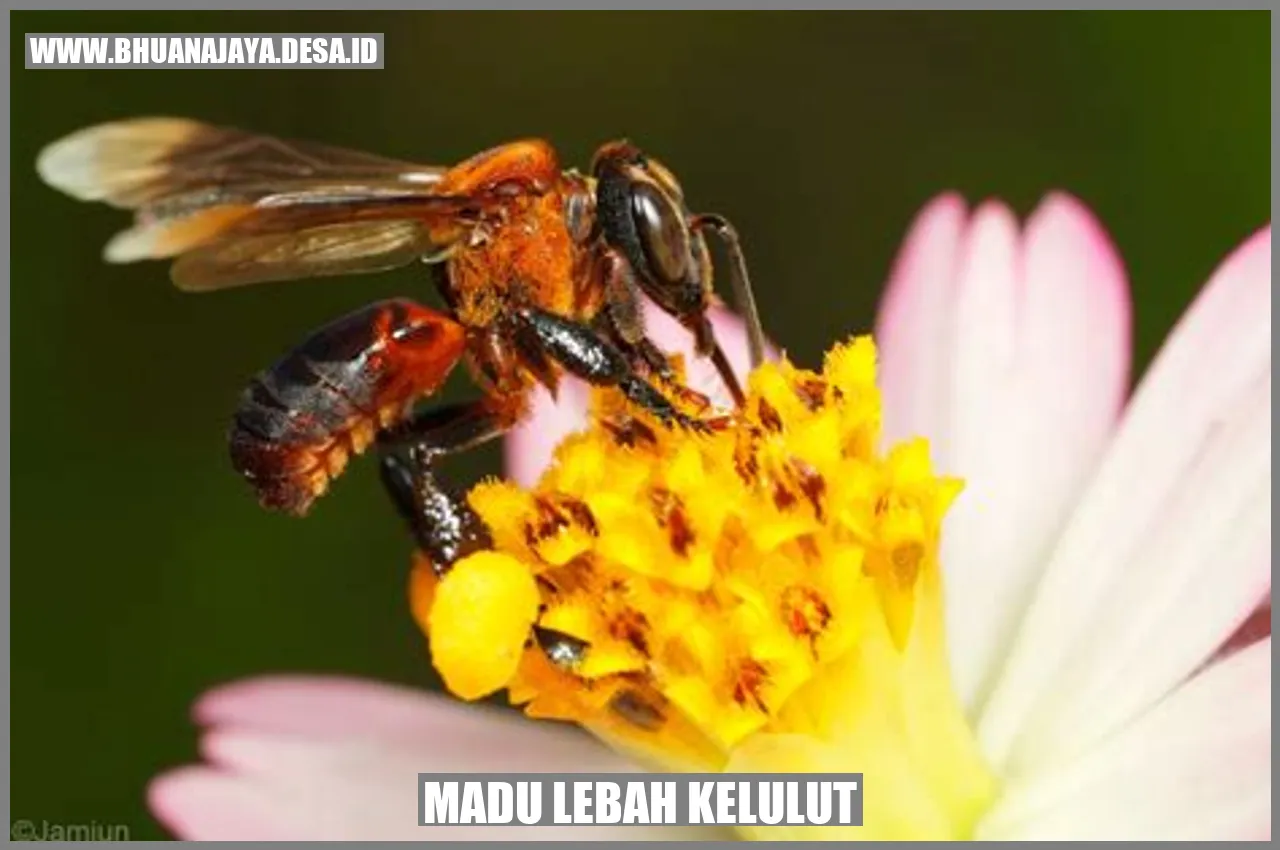 MAdU Lebah Kelulut