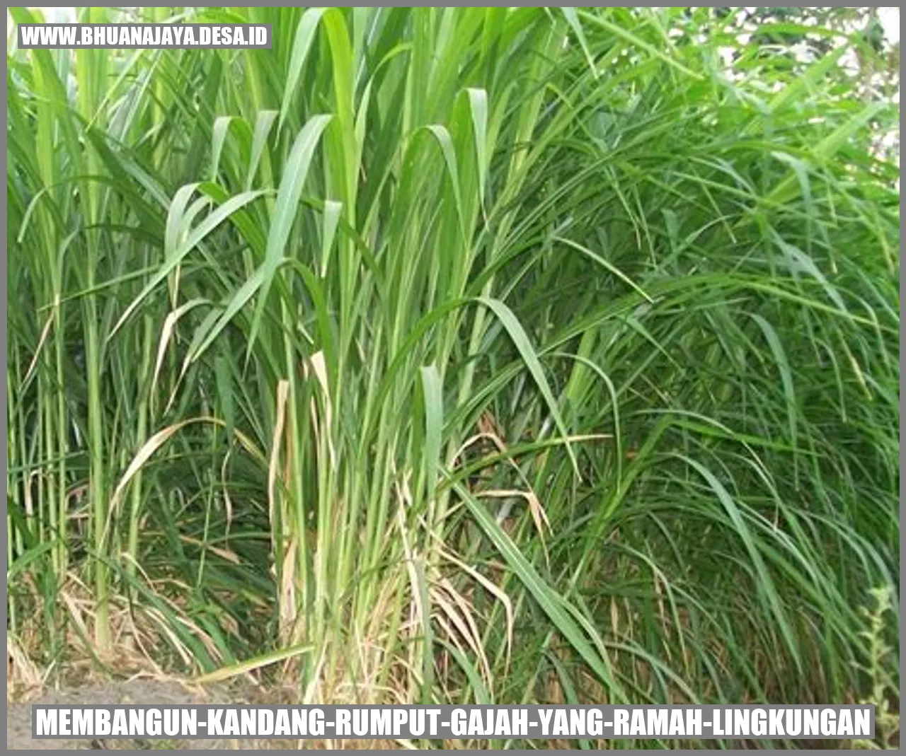 Membangun Kandang Rumput Gajah yang Ramah Lingkungan