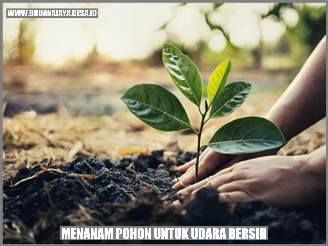 Menanam Pohon untuk Udara Bersih
