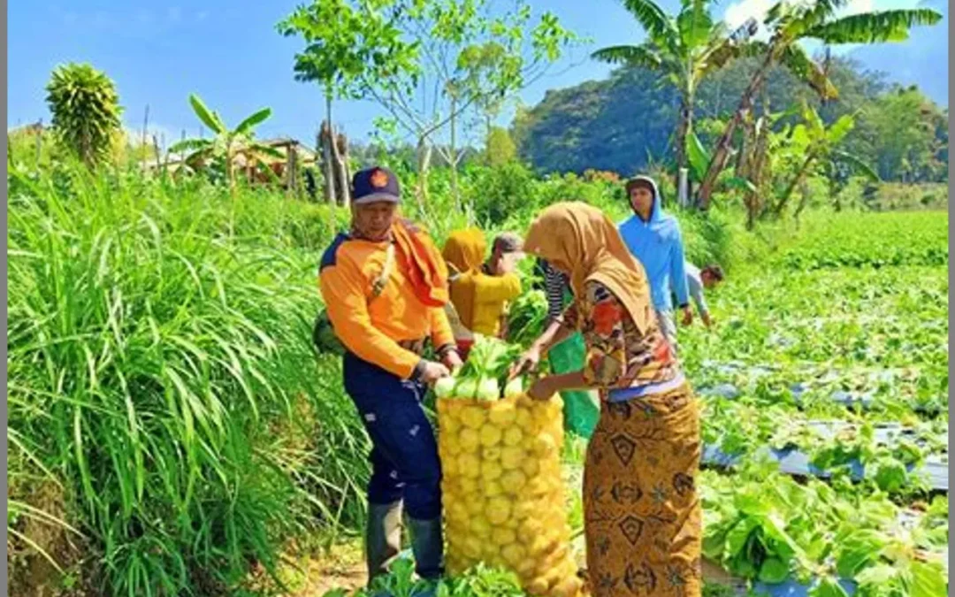 Mendukung Petani Lokal: Ajakan untuk Membeli Produk Pertanian dari Sumber Terpercaya