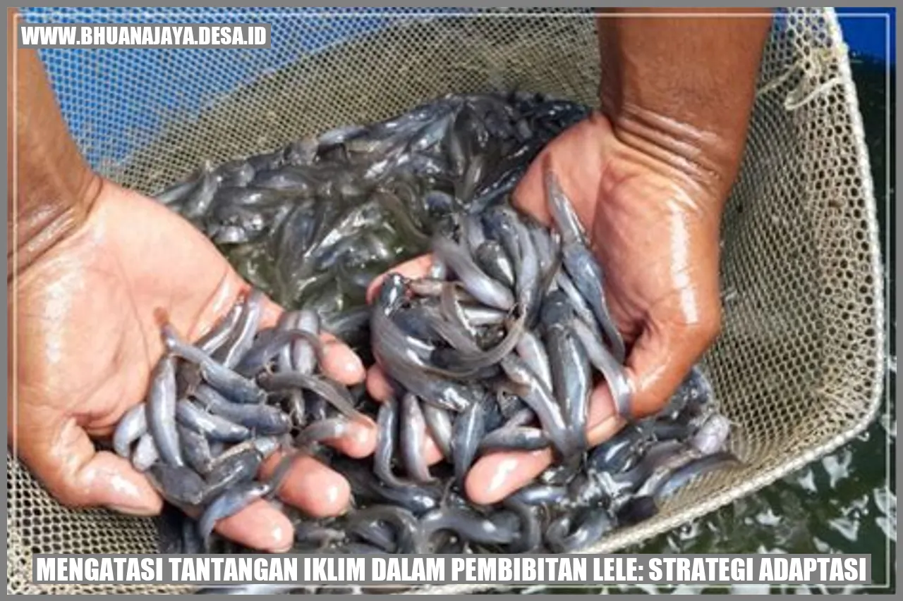 Mengatasi Tantangan Iklim dalam Pembibitan Lele: Strategi Adaptasi
