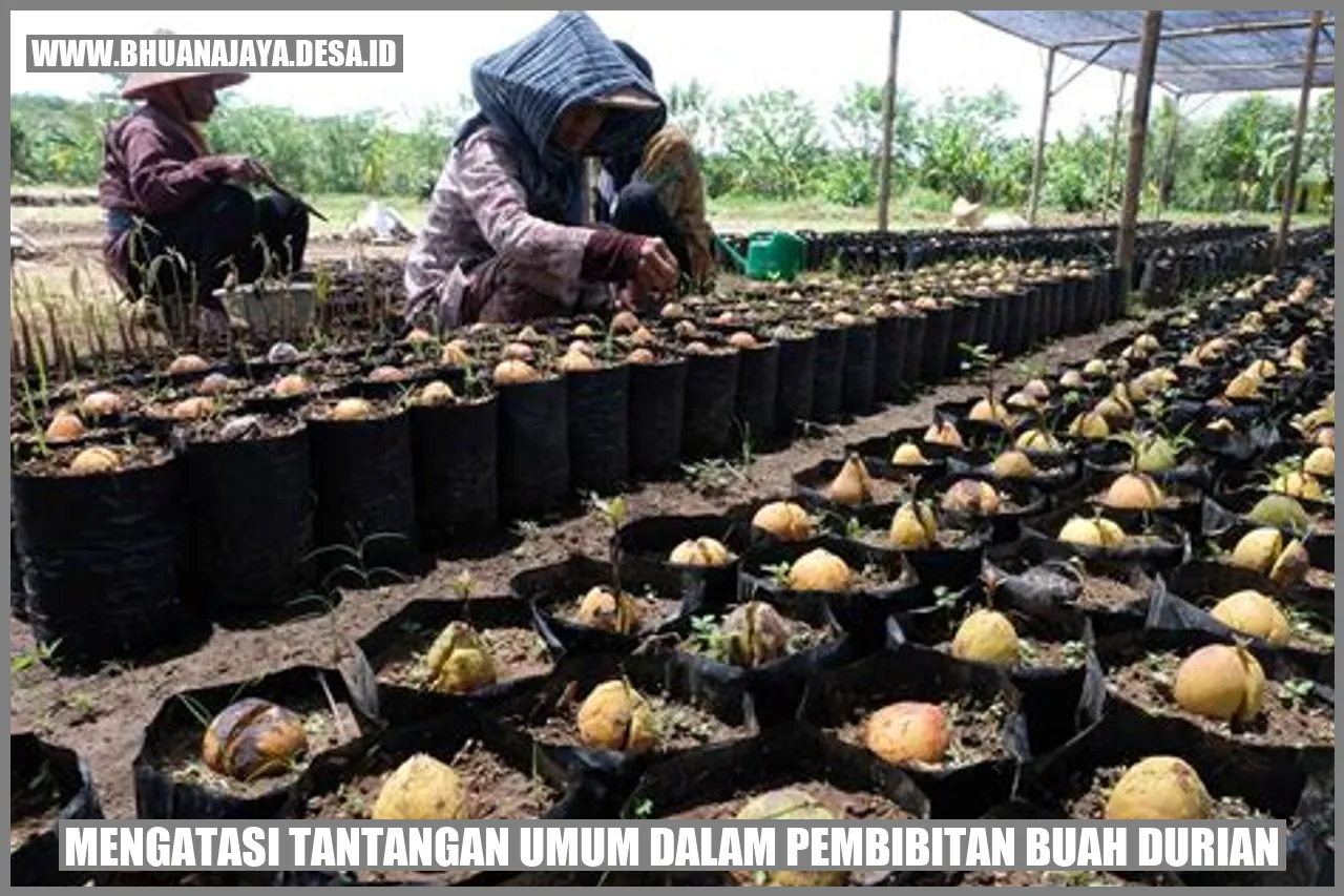 Durian seedling