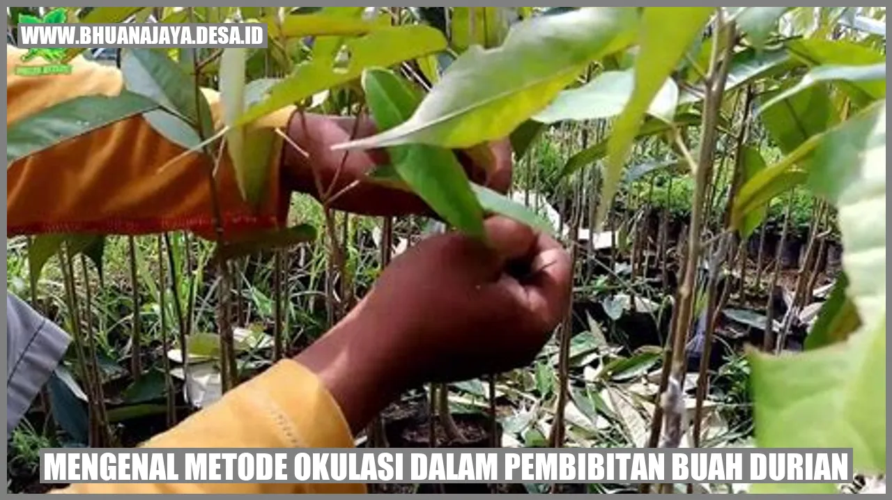 Metode Okulasi