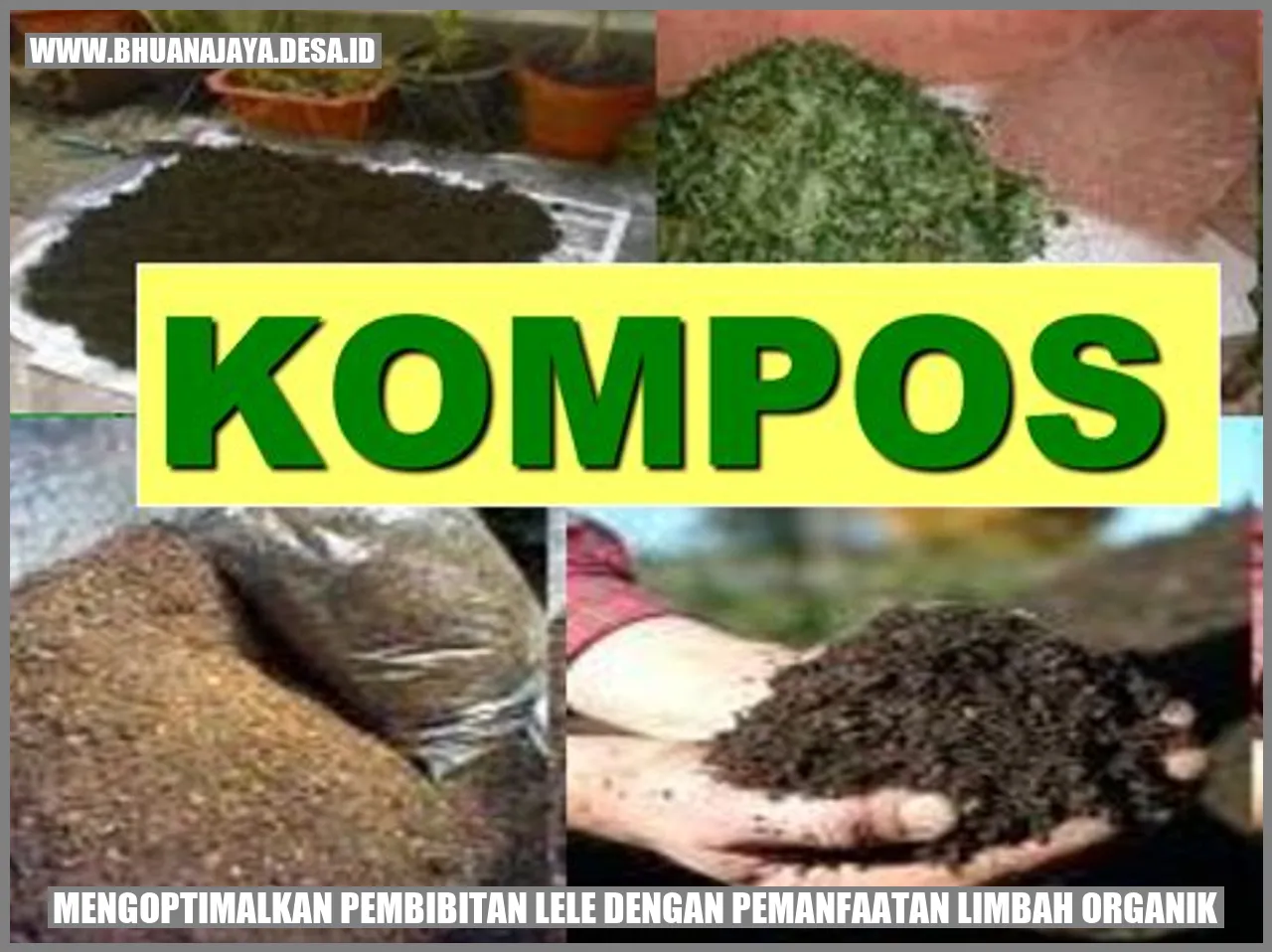 Mengoptimalkan Pembibitan Lele dengan Pemanfaatan Limbah Organik