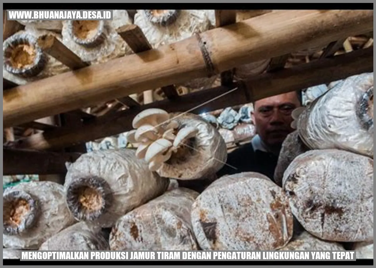 Mengoptimalkan Produksi Jamur Tiram dengan Pengaturan Lingkungan yang Tepat
