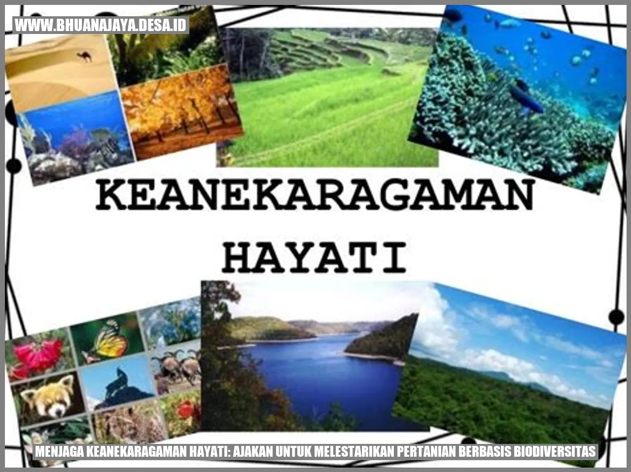 Menjaga Keanekaragaman Hayati: Ajakan untuk Melestarikan Pertanian Berbasis Biodiversitas