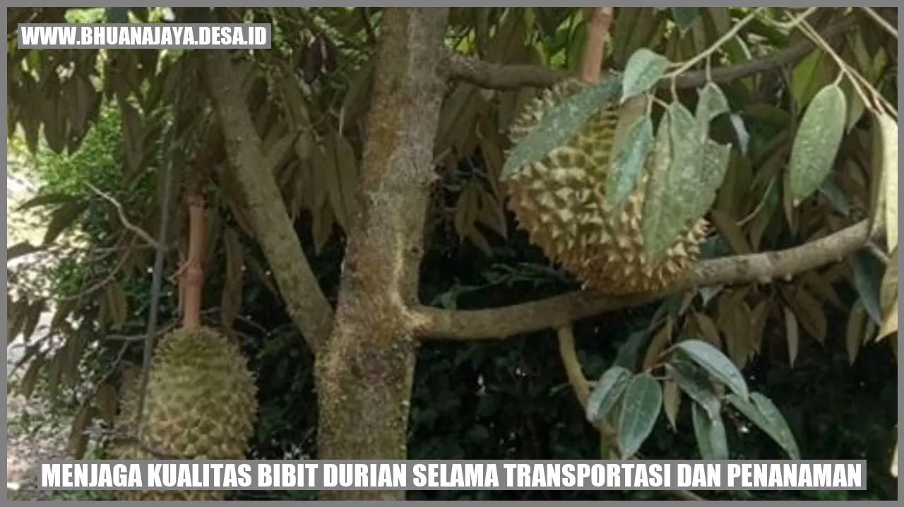 Menjaga Kualitas Bibit Durian selama Transportasi dan Penanaman