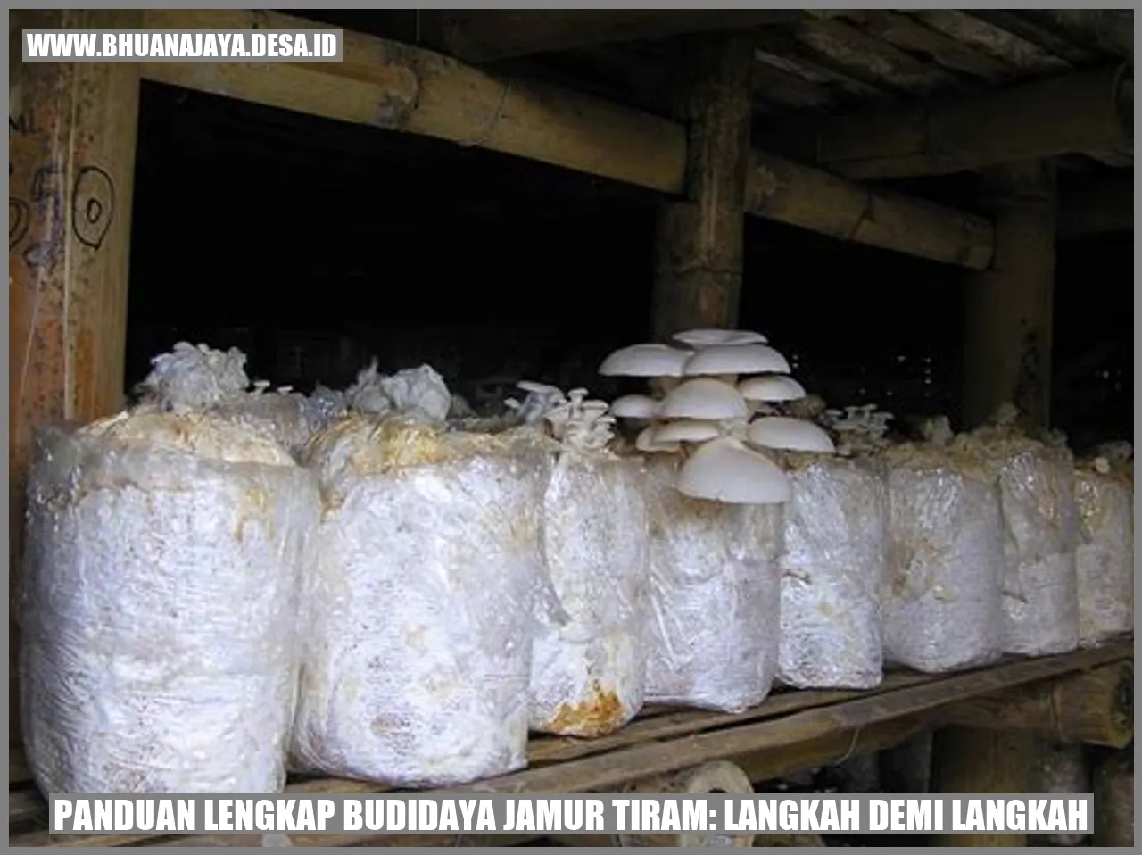 Panduan Lengkap Budidaya Jamur Tiram: Langkah Demi Langkah