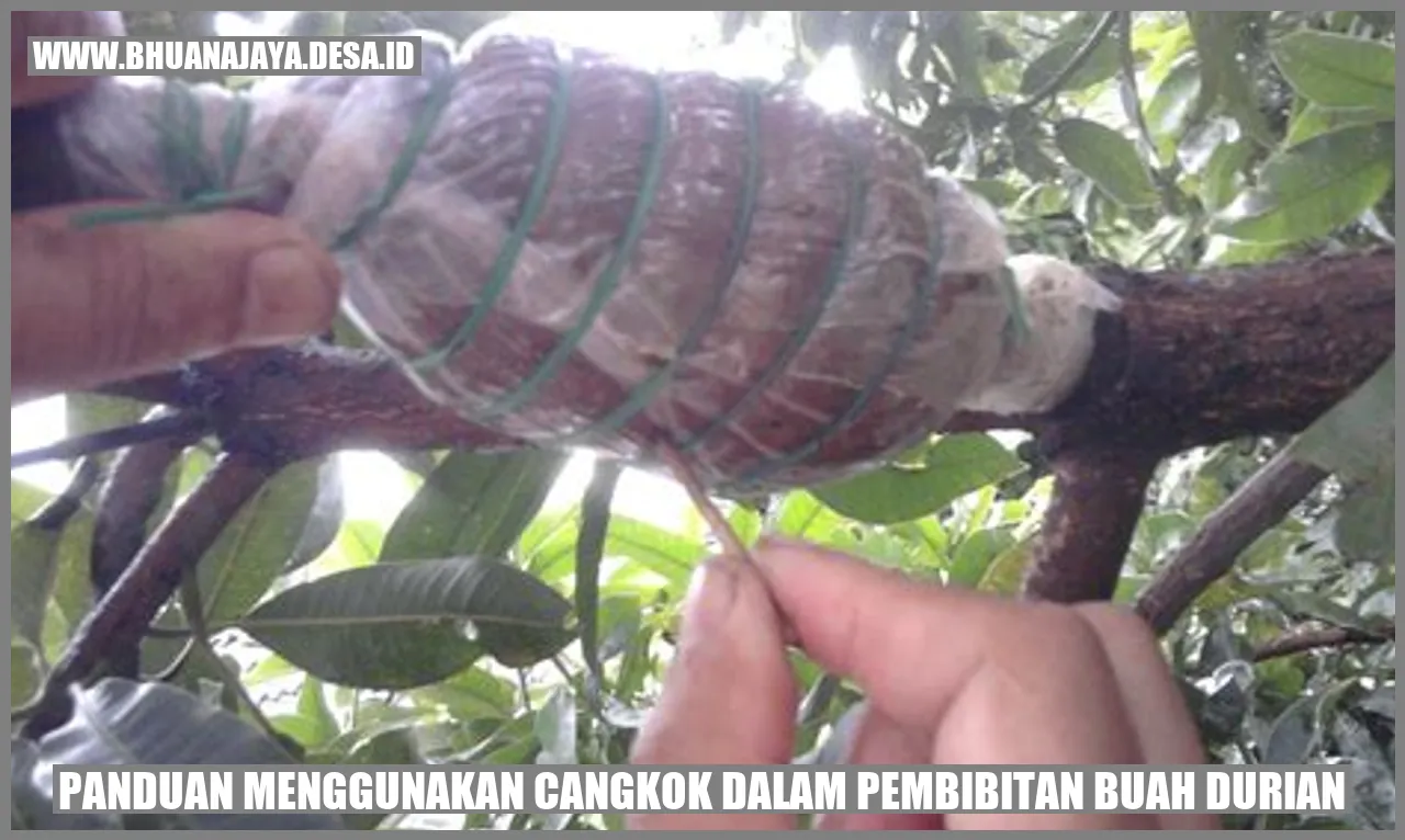 Cangkok Durian