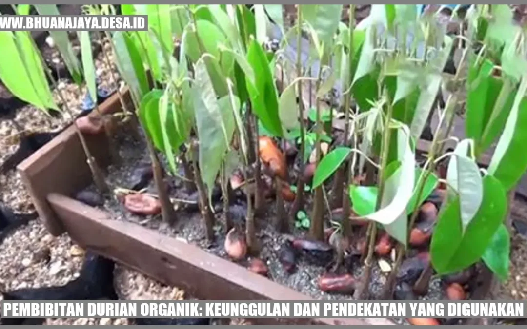 Pembibitan Durian Organik: Keunggulan dan Pendekatan yang Digunakan