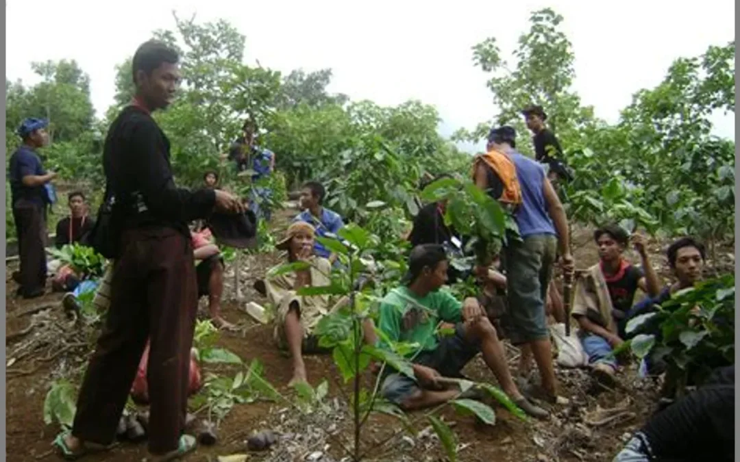 Penanaman Hutan dan Reboisasi: Membangun Kembali Rimbamu