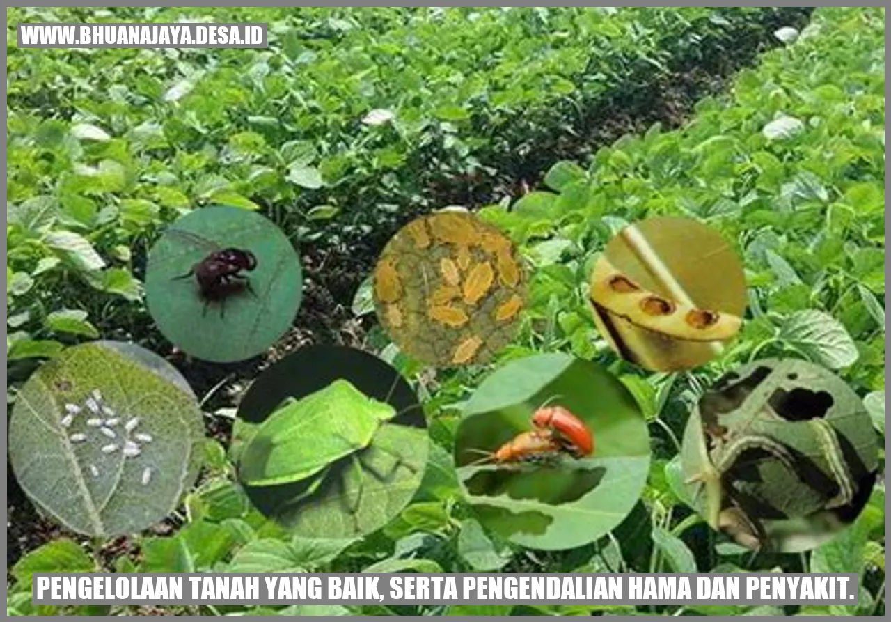Pengelolaan Tanah yang Baik, serta Pengendalian Hama dan Penyakit