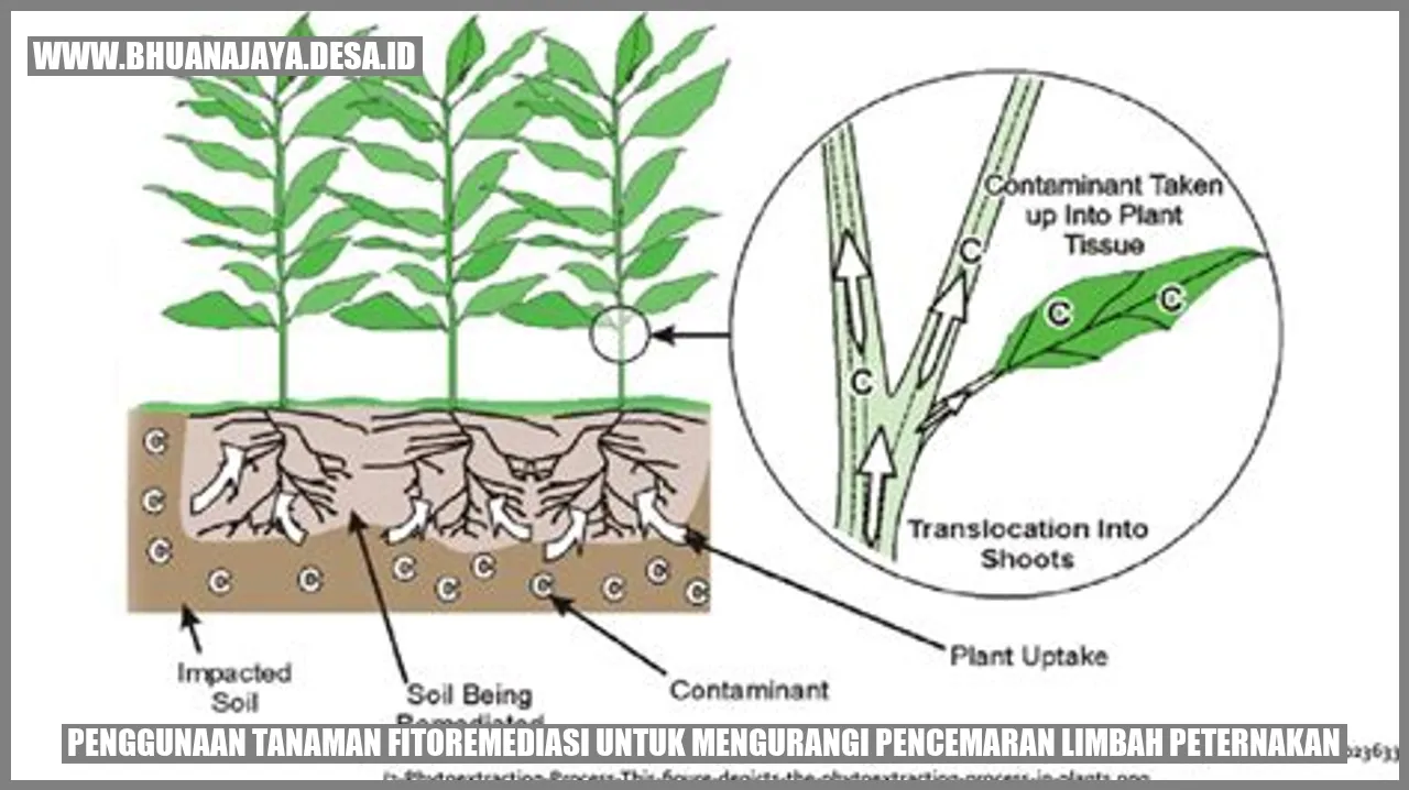 Gambar Tanaman Fitoremediasi