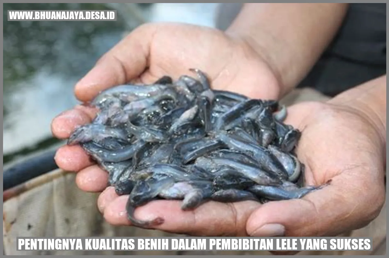 Pentingnya Kualitas Benih dalam Pembibitan Lele yang Sukses