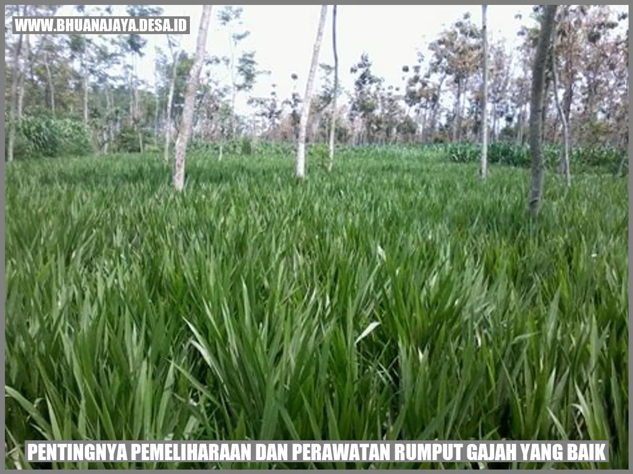 Rumput Gajah