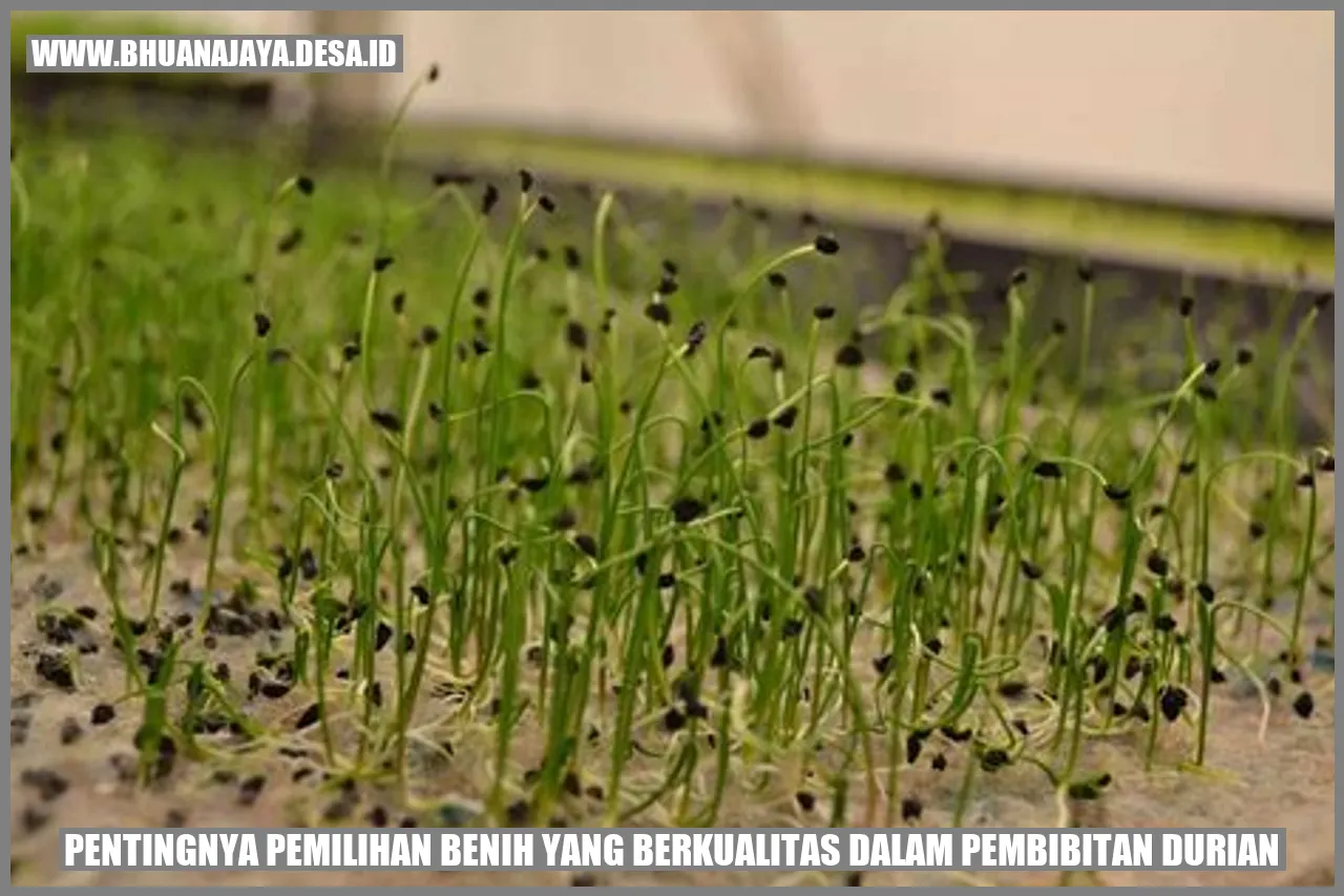 Pentingnya Pemilihan Benih yang Berkualitas dalam Pembibitan Durian