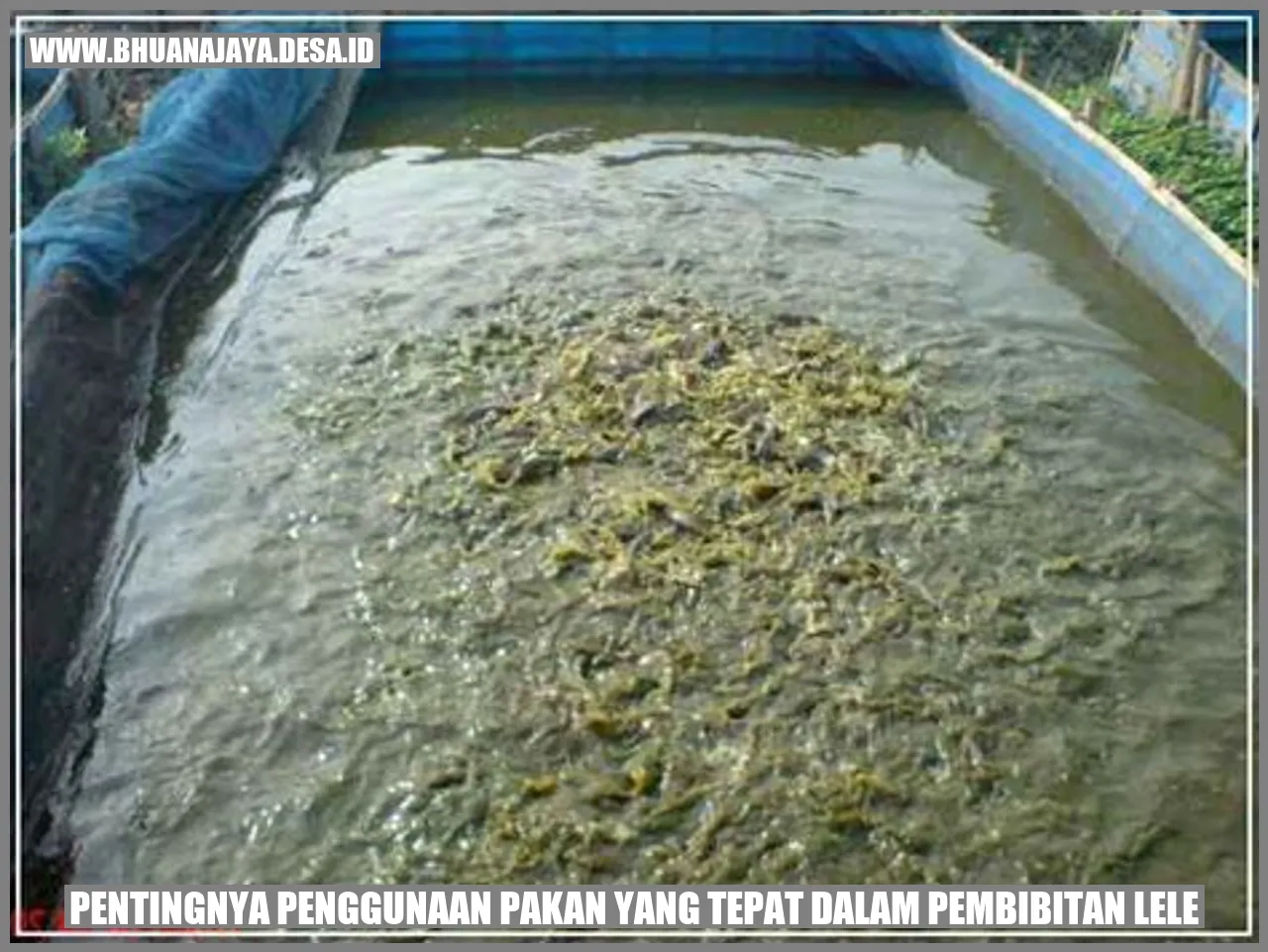 Pentingnya Penggunaan Pakan yang Tepat dalam Pembibitan Lele