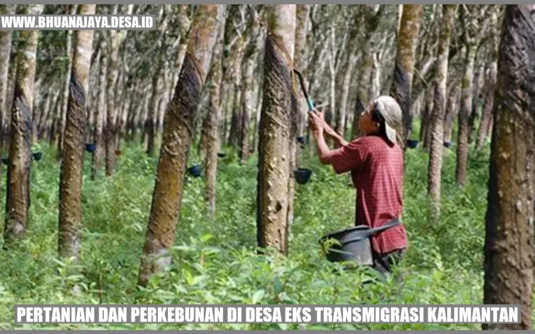 Pertanian dan Perkebunan di Desa Eks Transmigrasi Kalimantan