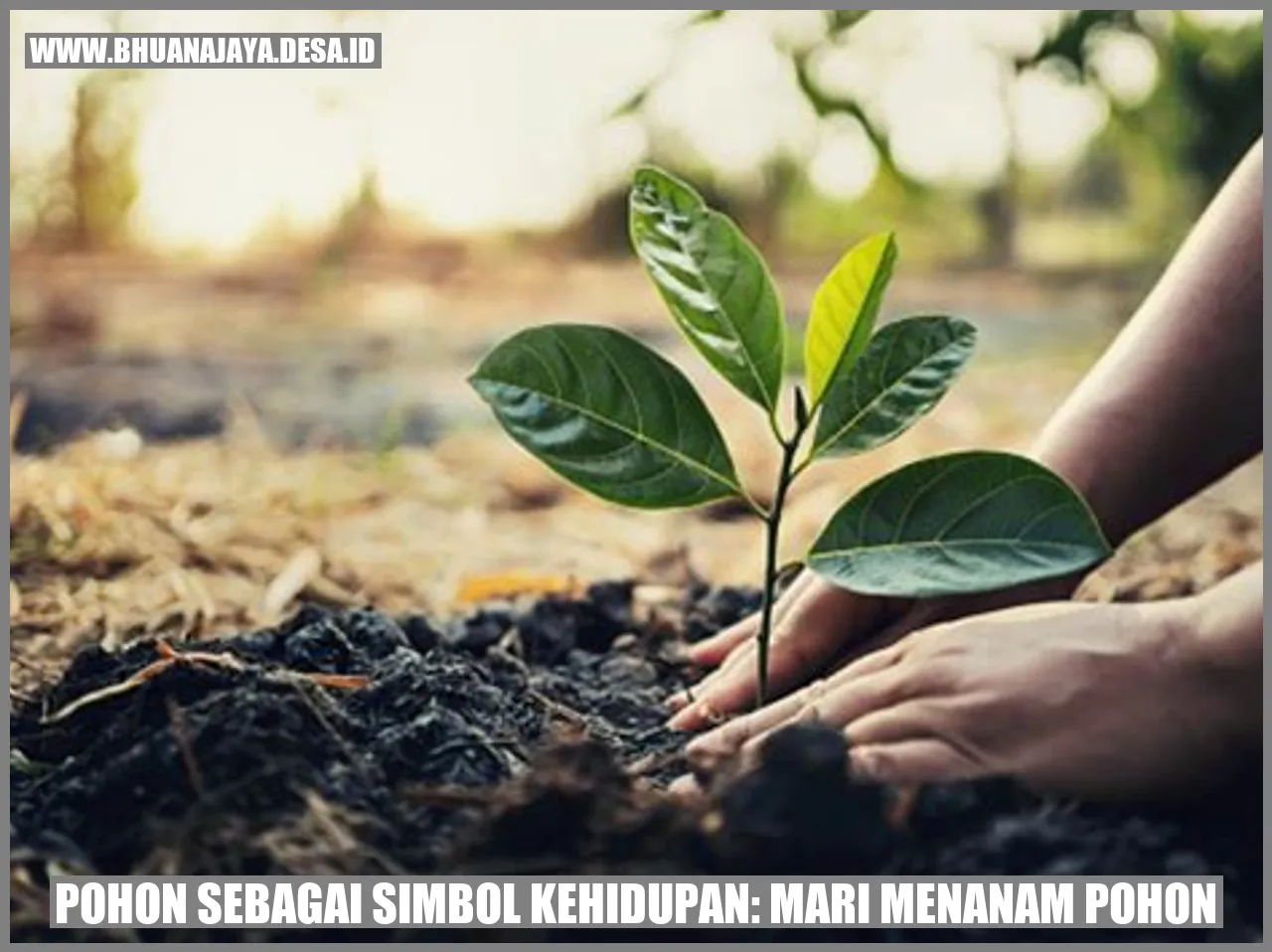 Pohon sebagai Simbol Kehidupan: Mari Menanam Pohon
