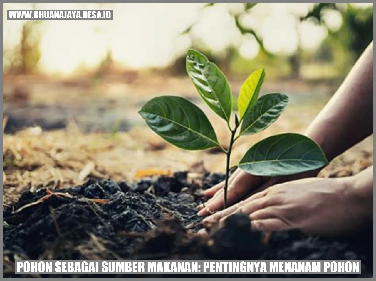 Pohon sebagai Sumber Makanan: Pentingnya Menanam Pohon