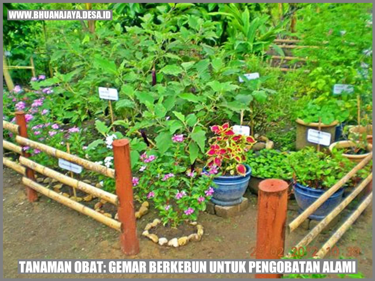 Tanaman Obat: Gemar Berkebun untuk Pengobatan Alami