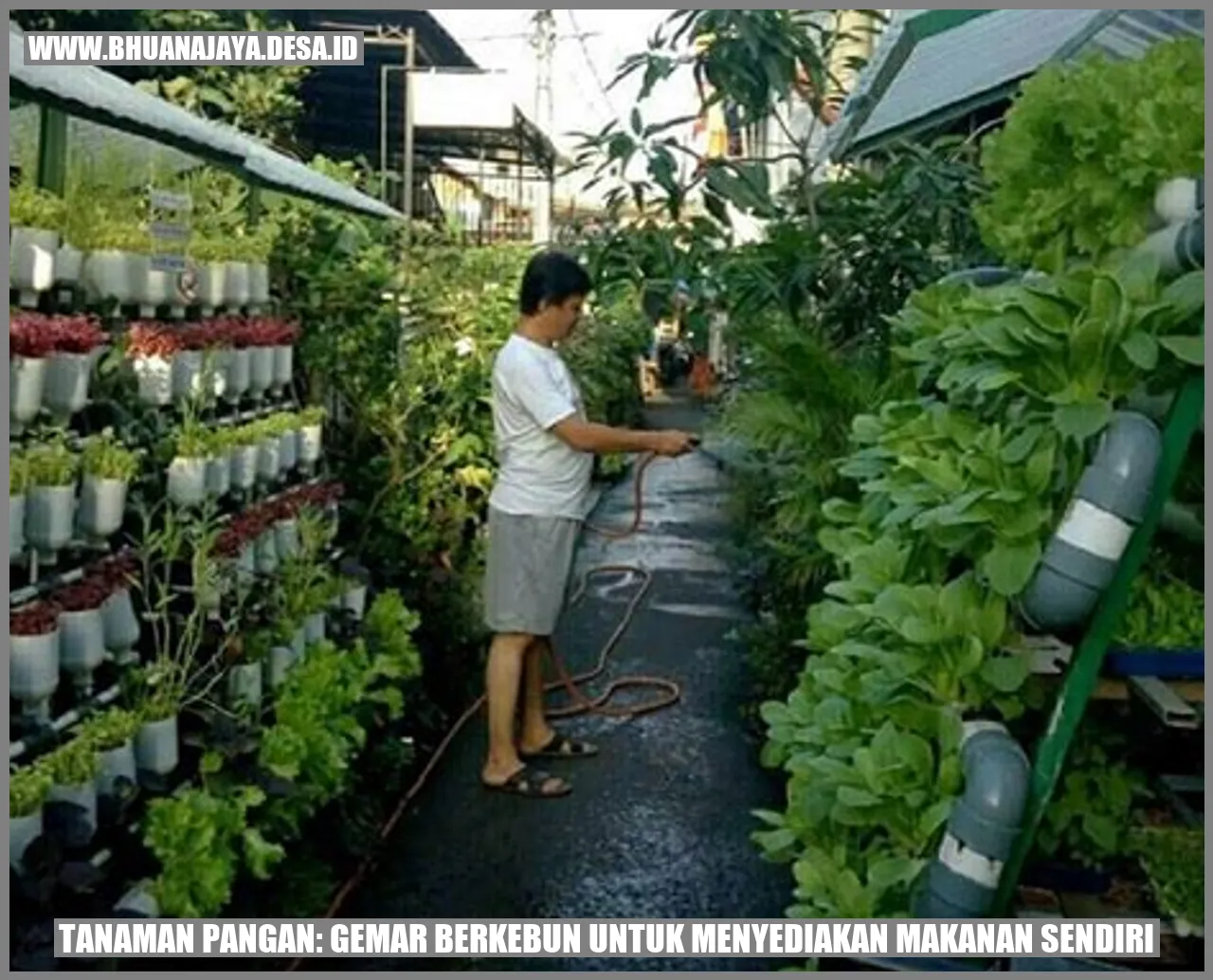 Gambar Tanaman Pangan: Gemar Berkebun untuk Menyediakan Makanan Sendiri