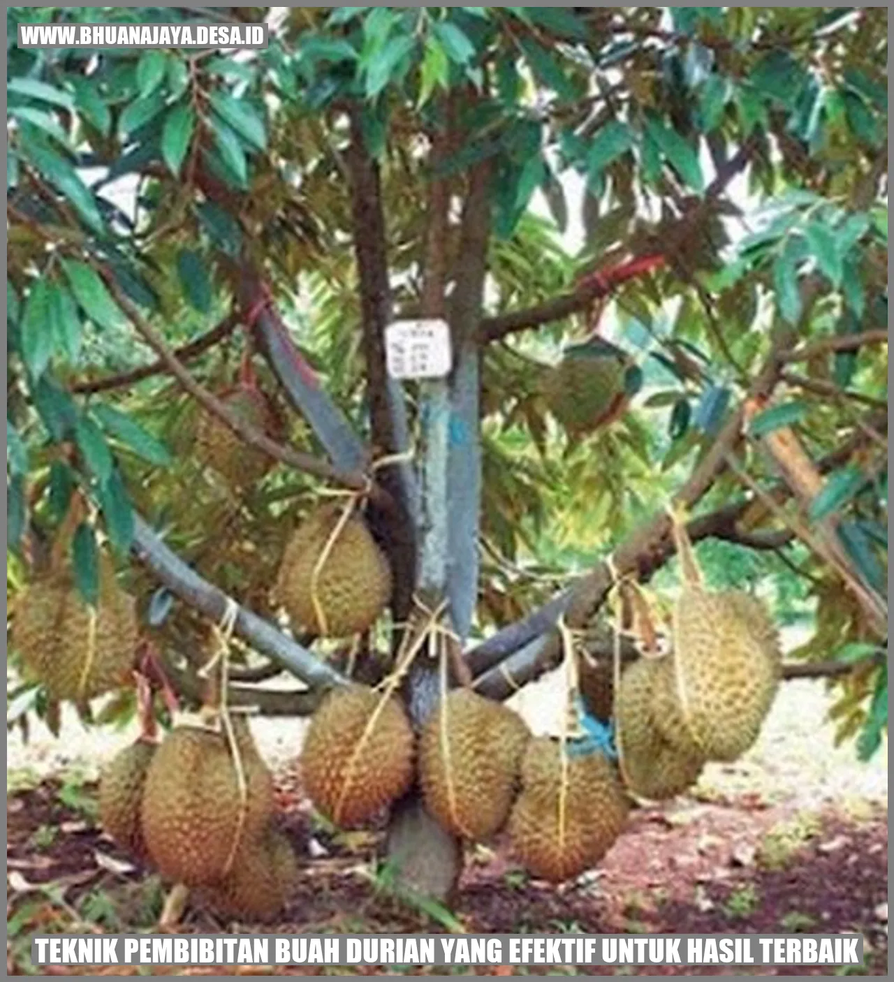 Teknik Pembibitan Buah Durian yang Efektif untuk Hasil Terbaik