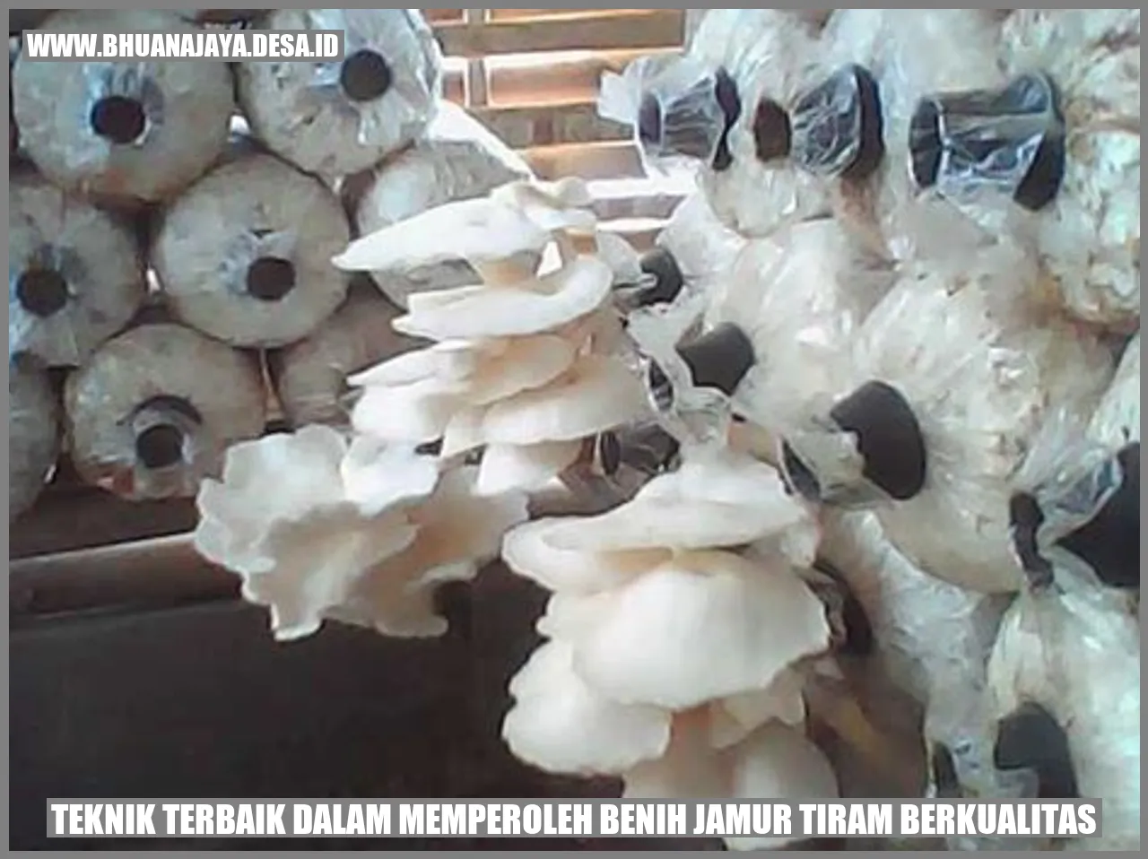 Benih Jamur Tiram Berkualitas