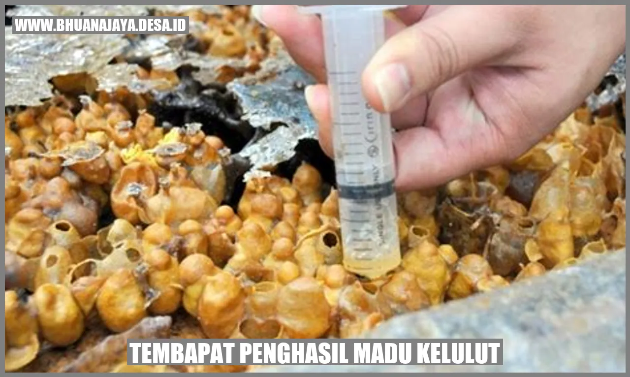 Madu Kelulut