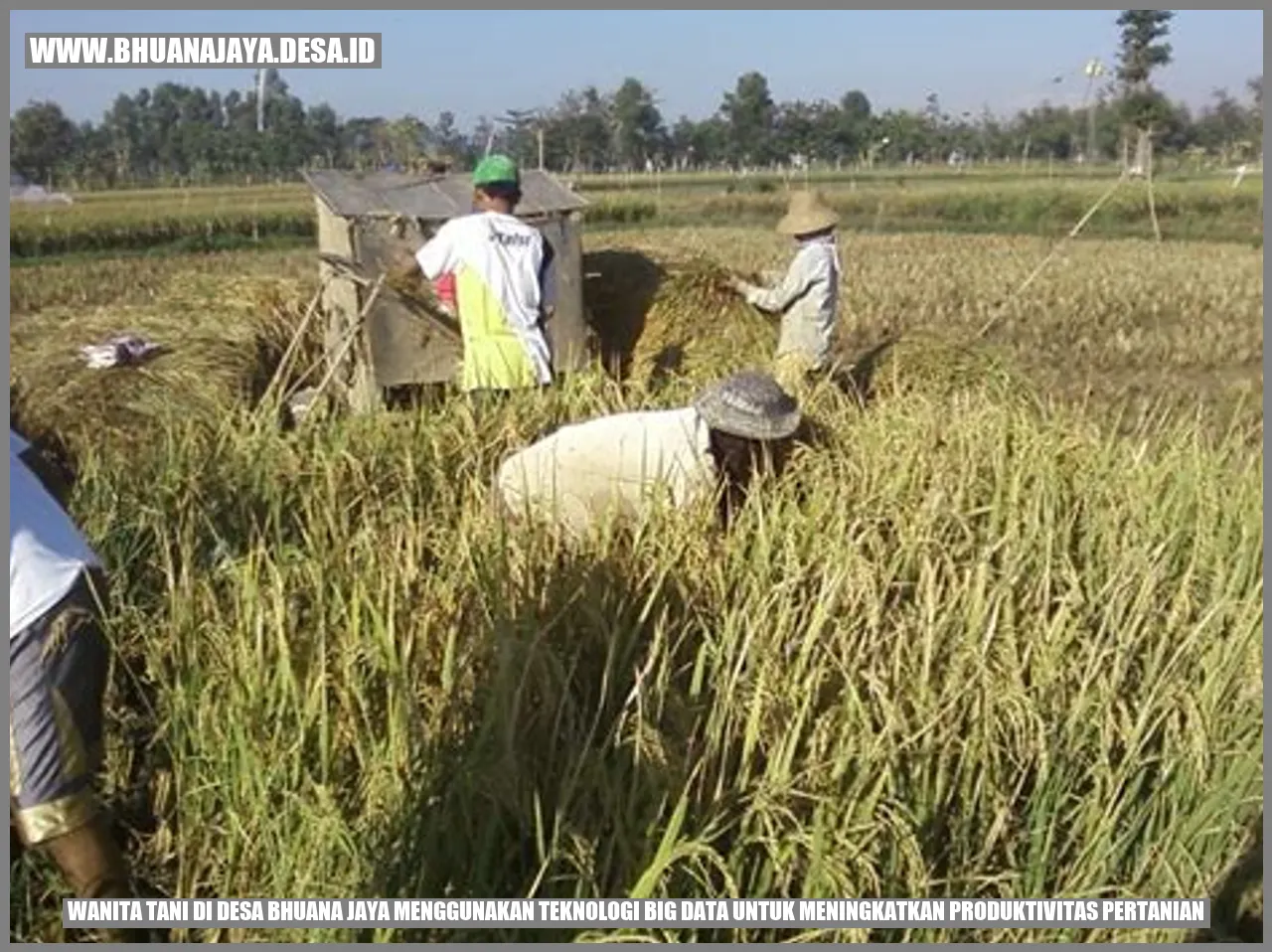 Wanita Tani di Desa Bhuana Jaya Menggunakan Teknologi Big Data untuk Meningkatkan Produktivitas Pertanian